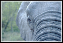 Close Up Photo of Elephant