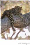 Slink the Leopard