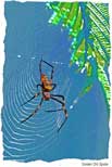 Spinosa