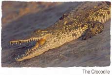 The Crocodile
