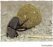 The Dung Beetle