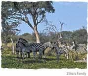Zilhas Family