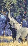 Elephant Feeding