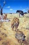 Lion Chasing Warthog